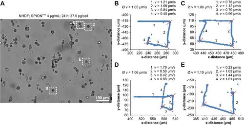 Figure 4 Contact-free movement of SPION-loaded cells. (A) Starting frame of the Supplementary Video S5 used for cell tracking of NHDF cells incubated for 24 h with 4 µg/mL SPIONPAM. The length of the videos is 4 minutes and after each minute the orientation of the quadrupole magnet was turned by 45°, which changes the direction of the magnetic force by 90°. (B–E) Cell tracking of the 4 different cells, marked in Figure 3A by dashed rectangles. Ø v, average velocity; during the first, second, third, and fourth minute (1.v, 2.v, 3.v, 4.v); red bars, changing point of the magnetic force direction. Quantification was performed using the video analysis and modelling tool Tracker 5.0.6 from Open Source Physics.