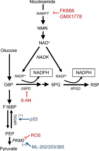 Figure 1 NADPH production from the oxidative PPP and one-carbon serine catabolism pathway.