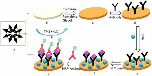 Figure 2. Schematic diagram of paper chip immunoassay experiment (a) paper chip made by cutting technology; (b) paper chip after dropping chitosan; (c) paper chip after dropping glutaraldehyde; (d) SARS-Cov-2 antibody fixed on the paper chip; (e) Add BSA to block the unbound antibody site of the paper chip; (f) Drop SARS-Cov-2 N protein into the detection area of the paper chip; (g) Drop HRP-labeled antibody; (h) Add TMB for color reaction.