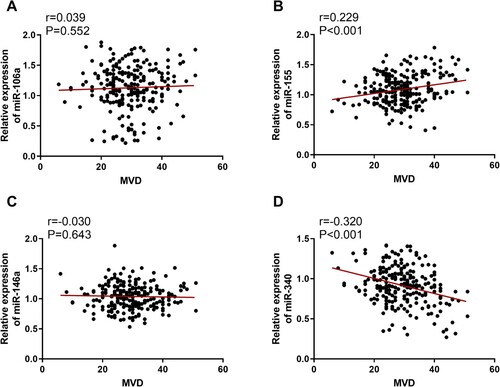 Figure 2. Correlation analysis of MVD with the levels of the 4 miRNAs. A: Correlation analysis of MVD with miR-106a. B: Correlation analysis of MVD with miR-155. C: Correlation analysis of MVD with miR-146a. D: Correlation analysis of MVD with miR-340.