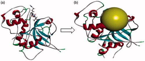 Figure 8. (a) Optimised co-crystal structure of falcipain 2 (chain A)-E-64 and (b) receptor grid for docking.