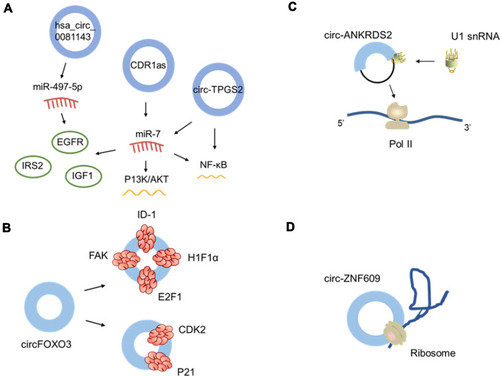 Figure 2 Functions of circRNAs. (A) circRNA as miRNA sponges. (B) Protein-binding regulation. (C) Gene transcriptional regulation. (D) Translation.