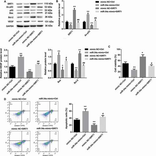 Figure 6. MiR-34a overexpression inhibits cell proliferation and promotes apoptosis of RVECs by inhibiting SIRT1 expression