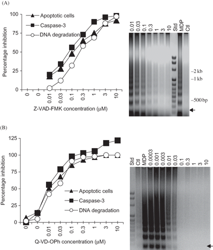 Figure 6. Dose-dependent inhibition of MDP-induced apoptosis (APOPercentageTM-positive apoptotic RK13 cells), caspase-3 activation, and DNA degradation (densitometric analysis of 180 bp DNA bands analyzed; arrows) by (A) Z-VAD-FMK (caspase-family inhibitor), (B) Q-VD-OPh (pan-caspase inhibitor). Each point represents the mean of three experiments. (The gel profiles are representative of the results obtained in three experiments.)