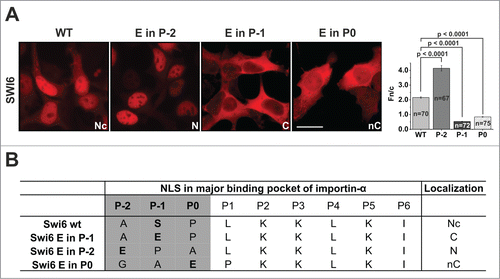 Figure 2. Position-specific effect of phosphorylation on NLSs. (A) Performance of the reporter system (pGal-DsRed) after fusing Swi6 WT and mutant NLSs to the construct. Fn/c ratios (± standard error of the mean) were determined as described in the Experimental Procedures section. Localization pattern was categorized according to Figure 1B. Scale bar represents 20 μm. (B) Glutamic acid at P-2 or P0 was introduced by insertion of Ala in P0 or deletion of Leu in P1. Sequences were aligned as predicted to bind to the NLS-binding pockets of importin-α.Citation23