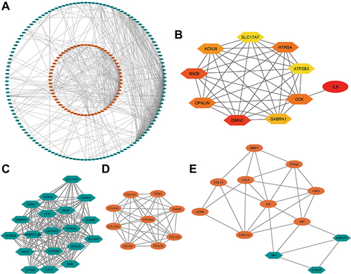 Figure 5 Protein interaction of NOD1 in GBM. (A) PPI network. (B) The 10 hub genes presented from low (yellow) to high (red) degree value. (C) Cluster 1 consisting of 19 downregulated DEGs and 148 interactions, MCODE score  =  16.444. (D) Cluster 2 consisting of 9 upregulated DEGs and 36 interactions, MCODE score  =  9. (E) Cluster 3 consisting of 12 DEGs and 28 interactions, MCODE score  =  5.091. Orange represented up regulated genes and green represented downregulated genes.