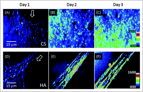 Figure 4 Monitoring growth of unstained neurites in hydrogels of 1% CS or 0.5% HA. (A–C) CA RS images of the neurite growth in a 1% CS matrix on day 1 to day 3. (D–E) images of the neurite growth in a 0.5% HA matrix on day 1 to day 3. The images are z-stacks of 15 µm in depth comprised of 16 optical sections. Arrows represent the direction of the neurite growth.