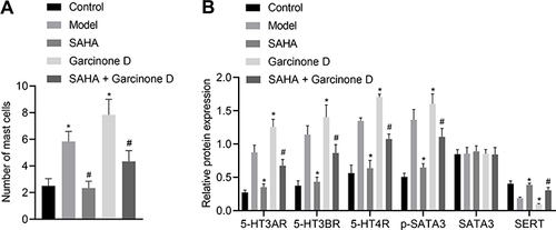 Figure 4 Activation of p-STAT3 reverses the inhibitory effect of SAHA on the visceral sensitivity in D-IBS model rats. (A) Mast cells in the colon tissues of rats in each group measured by toluidine blue staining; (B) Expression of 5-HT3AR, 5-HT3BR, 5-HT4R, STAT3 and SERT along with the phosphorylation level of STAT3 determined by Western blot analysis in the colon tissues of rats in each group. The measurement data is represented as mean ± standard deviation. One-way analysis of variance with Tukey’s post-hoc test was used to compare data among multiple groups. *p < 0.05 compared with the model group; #p < 0.05 compared with the SAHA group. N = 6 for rats in each group.