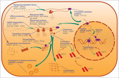 Figure 1. Nonsense suppressors in S. cerevisiae, and cellular processes in which SNMs are implicated. Genes that are linked to nonsense suppressors are shown and grouped by cellular functions of their products. Thick teal arrows show the lifecycle of proteins, from transcription to degradation. Red arrows show influence of one process or prion on another. Light-green arrows show conversion of soluble proteins into prion conformations. Dashed arrows are shown in the cases if the mechanisms of an influence are not fully elucidated. Dark blue lines connect processes and their graphical representations.