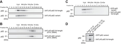 FIG 2 The p62 splicing variant forms a complex with full-length p62. (A) Gel filtration chromatography. FLAG-tagged p62 or its variant was expressed in p62-knockout MEFs. Lysates were subjected to gel filtration chromatography followed by immunoblot analysis with anti-p62 antibody. Data are representative of three independent experiments. (B) Gel filtration chromatography. FLAG-tagged PB1 mutant p62 or its variant form was expressed in p62-knockout MEFs. Lysates were subjected to gel filtration chromatography followed by immunoblot analysis with anti-p62 antibody. Data are representative of three independent experiments. (C) Gel filtration chromatography. FLAG-tagged full-length p62 and GFP-tagged variant p62 were coexpressed in p62−/− MEFs, and cell lysates were subjected to gel filtration chromatography followed by immunoblot assay with anti-p62 antibody. Data are representative of three independent experiments. (D) Immunoprecipitation (IP) assay. Fractions 13 to 15 from the gel filtration chromatography shown in panel B were subjected to immunoprecipitation with anti-FLAG or anti-GFP antibody. The immunoprecipitates were examined by immunoblotting with anti-p62 antibody. Data are representative of three independent experiments.