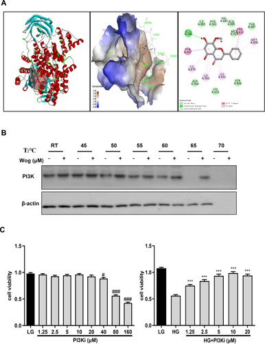 Figure 9 Wogonin may bind to PI3K in HG-treated HK-2 cells. (A) Co-crystallized structure of PI3K (PDB ID: 1E7V) was downloaded from the RCSB Protein Data Bank. (B) CETSA analysis of HK-2 cells. (C) MTT assay of PI3Ki in HK-2 cells viability. Results represent means ± SEM for three independent experiments. #p < 0.05, ###p < 0.001 VS LG. ***p < 0.001 VS HG.