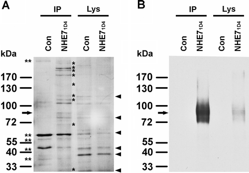 Supplementary Figure 1.  Visualization of co-immunoprecipitated proteins with 1D4-tagged NHE7. (A) One mg of cell lysate protein from MDA-MB-231 (Con) or MDA-MB-231/NHE71D4 (NHE71D4) was incubated with 1D4-antibody conjugated Sepharose beads and half of the eluted samples were resolved by SDS-PAGE and visualized with Coomassie staining. Asterisks indicate the co-eluted proteins that specifically appeared in the immunoprecipitated samples from MDA-MB-231/NHE71D4 cells, but not from the control MDA-MB-231 cells. Some bands appeared in the IP samples of both MDA-MB-231 (Con) and MDA-MB-231/NHE71D4 (NHE71D4), representing non-specific binding proteins (double asterisks). The arrow indicates the ∼80 kD band most probably corresponding to NHE7. Major bands in the lysate represent abundantly expressed proteins (arrowheads). IP, immunoprecipitated samples; Lys, lysates (20 µg). (B) The immunoprecipitated samples (IP) and lysates (Lys) from MDA-MB-231 (Con) and MDA-MB-231/NHE71D4 (NHE71D4) were resolved in SDS-PAGE and analyzed in western blot probed with 1D4 antibody.
