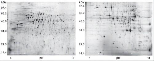 Figure 2. 2D gels of nucleus-enriched protein extracts from wild type C. elegans. Left gel: isoelectric focusing done in pH range 4–7. Right gel: pH range 7–11. A total of 963 protein spots were resolved in this analysis (507 in pH range 4–7; 456 in pH range 7–11).