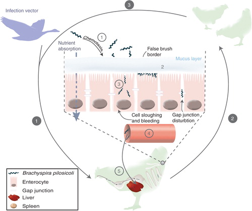 Fig. 2 Transmission and infection process of Brachyspira pilosicoli. White numbers on grey circles describe the contamination process: 1, transmission of contaminated material in a farm via a vector – wild animals, farmers, water, and other farm animals – to a housed bird via oral route; 2, transmission of the bacterium to the rest of the flock; 3, persistence of infection between birds of a same folk. Grey numbers in white circles describe the infection process once B. pilosicoli has reached the lower digestive tract: 1, chemotaxis attraction of the bacteria towards the mucus and cell wall; 2, attachment of B. pilosicoli on the cells and formation of a ‘false brush border’; 3, invasion of intestinal cells; 4, translocation to the blood stream; 5, systemic infection.