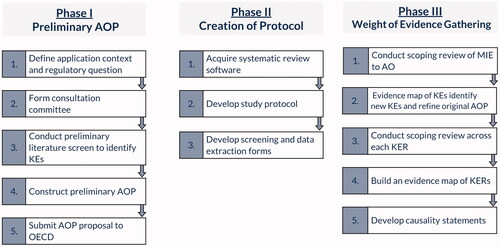 Figure 1. Overview of the three phases of the AOP project. The current publication focuses on the second phase; the process of developing and validating a weight of evidence collection protocol. After deploying the first iteration of the reference screening workflow, changes were made to the methodology resulting in versions 2 and 3 of the scoping review literature screening workflow. Differences between the workflows are detailed in results.