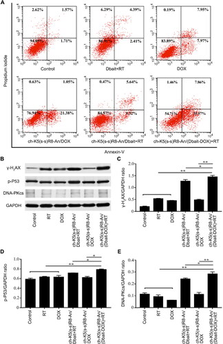 Figure 4. In vitro apoptosis and DNA damage response of different micelle formulations in cultured U251 cells. (A) Flow cytometric analysis of apoptosis in U251 cells induced by ch-K5(s-s)R8-An micelles, DOX, Dbait micelles + RT, ch-K5(s-s)R8-An/Dbait micelles + RT, ch-K5(s-s)R8-An/DOX micelles, and ch-K5(s-s)R8-An/(Dbait-DOX) micelles + RT. (B-E) Protein samples of U251 cells were collected 48 h after RT for Western blot analysis. The protein band intensities of the DNA double-strand break marker γ-H2AX (C), DNA damage repair proteins phospho-p53 (D) and DNA-PKcs (E) were quantified by densitometric analysis and normalized to the respective GAPDH band intensity (n = 3, *P < 0.05, **P < 0.01).