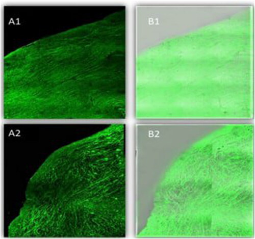 Figure 7. A tile scan confocal laser microscope photomicrograph of a longitudinal section in bovine cornea treated with FDA-loaded NLCs, and NLCs Ocugel. Note: (1) NLCs ocugel, (2) optimized NLCs, (A) Fluorescence light, and (B) merge between fluorescence light and transmitted light. Abbreviations: FDA, fluorescein diacetate; NLCs, nanostructure lipid carriers.
