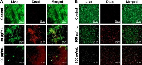Figure 12 Biofilms were grown for 24 h without any disturbance.Notes: (A) Pseudomonas aeruginosa; (B) Escherichia coli. After 24 h, old culture medium was replaced with different concentrations of C-AgNPs containing fresh medium and incubated for another 24 h. After 24 h of nanoparticles treatment, biofilms were stained with live/dead staining and observed by using fluorescence microscopy.Abbreviation: C-AgNPs, core–silver nanoparticles.