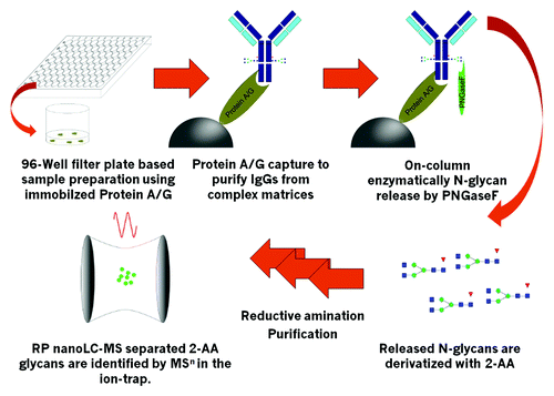 Figure 1. Schematic work-flow. Up to 2x 96 samples can be handled simultaneously. Immobilized Protein A or Protein G is used to capture mAbs, Fc-containing fusion proteins or other IgGs with high specificity. Immobilized target is then highly efficiently deglycosylated with the use of PNGaseF. Released N-Glyans are labeled with 2-AA via reductive amination after ultrafiltration to remove remaining proteins. Labeled and purified 2-AA glycans are identified and quantified by RP nanoLC-MS by use of an ion-trap mass spectrometer.