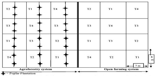 Figure 1. Layout plan of the field experiment under open farming system and poplar based agroforestry system.