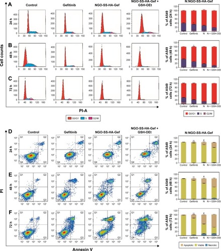 Figure 6 (A–C) Cell cycle distribution (G0/G1, S, and G2/M) was determined after various treatments by flow cytometry. A549 cells were treated with free Gef or NGO-SS-HA-Gef ([Gef] =10 µg/mL) in the presence or absence of GSH-OEt. Controls remained untreated. (D–F) Apoptotic cells were detected by staining with FITC-Annexin V/PI after various treatments. Controls remained untreated. *P<0.05, **P<0.01 compared with the Gef group. #P<0.05 compared with the NGO-SS-HA-Gef only group.Abbreviations: NGO, nano-graphene oxide; HA, hyaluronic acid; Gef, gefitinib; RB, rhodamine B; GSH-OEt, glutathione reduced ethyl ester; FITC, fluorescein isothiocyanate; PI, propidium iodide.