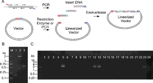 Figure 3. Cloning coupled with mutagenesis. (A) Shorter mutation-containing fragments with overlap ends are amplified in parallel. The overlapping sequences can be annealed by exonuclease treatment. (B) PCR products amplified using the three primer pairs: Lane 1, Olig2F and Olig2MR1; Lane 2, Olig2MF1 and Olig2MR2; Lane 3, Olig2MF2 and Olig2R. (C) Colony PCR using the primers of Olig2F and Olig2R. Colonies 5, 12, 13 and 23 were verified to contain the desired sequence.