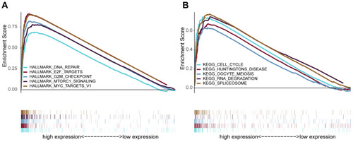 Figure 7 Enrichment analysis by GSEA. The top five gene sets enriched in high-MRPL13 expression group in hallmark (A) and KEGG (B). The different gene sets are highlighted in different colors.