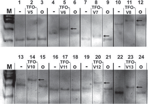Figure 2. Triplex formation in vitro visualized with electrophoretic mobility shift assay. Negative controls containing the specific TFO target fragment only, -; Triplex-forming oligonucleotides with their specific target sequences, TFO-V(x); Non-sense samples containing the target sequence with a non-complementary TFO, o; A band shift reflects DNA triplex formation, Display full size; Native polyacrylamide gel, silver staining.