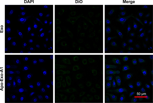 Figure S5 Uptake of exosome by SMMC-7721 cells.Notes: Confocal images of SMMC-7721 cells after 12 h incubation with 200 μg/mL of DiO-labeled Exo and Apo-Exo-A1 under 37°C 5% CO2 condition. DiO-labeled exosomes (green) and DAPI (blue) stained nuclei were imaged by merging the confocal images.Abbreviations: Apo-Exo-A1, Apo-A1-modified exosomes; DiO, 3′-dioctadecyloxacarbocyanine perchlorate.