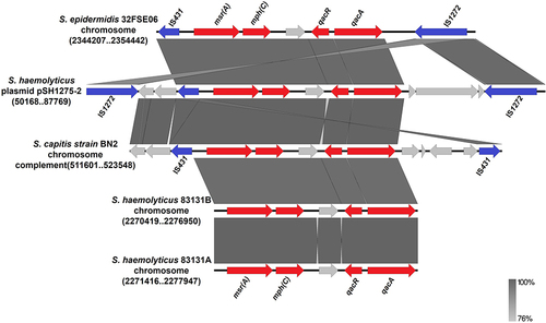 Figure 4 The region of plasmid pSH1275-2 containing msr(A)–mph(C), IS431, and qacR/qacA, had high similarity with the chromosomal fragments from strains of Staphylococcus genus.