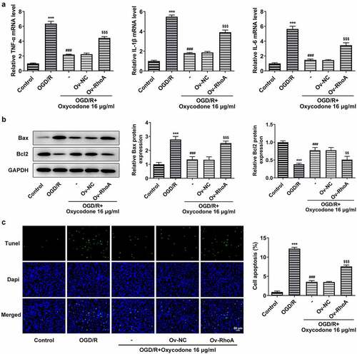 Figure 7. Oxycodone reduced inflammatory cytokine release and apoptosis in OGD/R-induced brain microvascular endothelial cells via RhoA/ROCK/MLC2 signal. (a) The levels of TNF-α, IL-1β and IL-6 were detected using RT-qPCR. (b) The expressions of apoptosis-related proteins were detected using Western blot. (c) The apoptosis was detected using TUNEL. ***P < 0.05 vs. control; ###P < 0.001 vs. OGD/R; $$P < 0.01 and $$$P < 0.001 vs. Ov-NC.