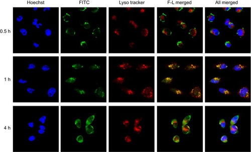 Figure 8 The intracellular distribution of FITC-FPLM NPs in HeLa cells at different coincubation times (0.5 hrs, 1 hr, and 4 hrs).Abbreviations: FITC, fluorescein isothiocyanate; LBMapoB, lipid-binding motif of apoB-100; FPLM NPs, FPL decorated lipoprotein-mimicnanoparticles; FPL, FA-PEG-LBMapoB.