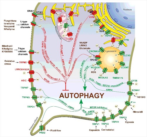 Figure 1. Ion channels in the regulation of autophagy. Inhibitory and stimulatory actions of various ion channels on autophagy are depicted. Ion channels that stimulate autophagy are shown in green, whereas ion channels that inhibit autophagy are shown in red. Ion channels for which both stimulatory and inhibitory roles have been reported are shown in green/red. For a detailed description, please refer to the specific sections in the text or Table S1.