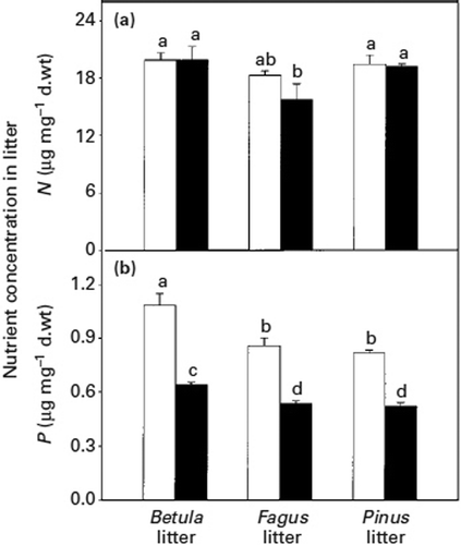 Figure 8. Nitrogen (a) and phosphorus (b) concentrations in birch, beech and pine litter before (white bars) and 90 days after (black bars) colonization by Paxillus involutus. Vertical bars indicate ± SE of the mean. Bars with the same letter are not significantly different with Tukey's multiple comparison test, p < 0.05 (Perez-Moreno and Read Citation2000).