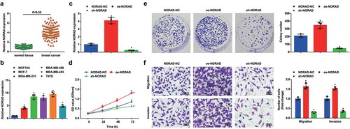 Figure 1. NORAD is upregulated in BC; NORAD inhibition suppresses malignancy of BC cells and NORAD overexpression has opposite effect. A, NORAD expression in BC tissues and adjacent normal tissues detected using RT-qPCR (n = 108); B, NORAD expression in BC cell lines and human mammary cell line MCF10A detected using RT-qPCR; C, NORAD expression in MDA-MB-453 cells detected using RT-qPCR after transfection of NORAD-NC, sh-NORAD, or oe-NORAD; D, viability of MDA-MB-453 cells assessed using CCK-8 assay after transfection of NORAD-NC, sh-NORAD, or oe-NORAD; E, colony formation ability of MDA-MB-453 cells assessed using colony formation assay after transfection of NORAD-NC, sh-NORAD, or oe-NORAD; F, migration and invasion of MDA-MB-453 cells assessed using Transwell assay after transfection of NORAD-NC, sh-NORAD, or oe-NORAD (repetitions = 3); the measurement data conforming to the normal distribution were expressed as mean ± standard deviation, unpaired t-test was performed for comparisons between two groups and one-way ANOVA was used for comparisons among multiple groups, followed by Tukey’s post hoc test; A/B:* P < 0.05 vs the MCF10A cell line.C-F: * P < 0.05 vs the NORAD-NC group