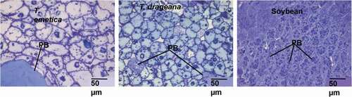 Figure 2. Light microscopy showing the interior tissue cell structure of Trichilia emetica (a), Trichilia dregeana (b) and Soybean (c) seeds cells at 40X magnification. Protein bodies (PB) are stained blue with Toluidine blue. Scale Bar: 50 µm.Figura 2. Microscopía de luz que muestra la estructura celular del tejido interior de las células de las semillas de Trichilia emetica (A), Trichilia dregeana (B) y soya (C) con un aumento de 40X. Los cuerpos proteicos (PB) se tiñen de azul con azul de toluidina. Barra de escala: 50 µm