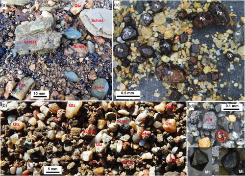 Figure 6. Lithologies and mineralogy of medium-grained components of the Blue Spur Conglomerate, as observed in water-washed material at the Waitahuna Gully Mine. A, Partial heavy mineral concentrate in medium-grained matrix material. Rounded dark clasts are predominantly hematite. B, Close view of similar material to a, showing the silicate matrix material. C, Heavy mineral concentrate with abundant variably rounded Fe oxyhydroxide clasts that are pseudomorphous after pyrite (Pp). D, Heavy mineral concentrate with abundant grey ilmenite (Ilm) and an almandine garnet (pink, centre), and variably rounded euhedral magnetite (Mt).