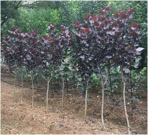 Figure 1. Morphology of QHP. The photo was taken by Weibing Zhuang at Nanjing Botanical Garden, Memorial Sun Yat-sen (E118_83, N32_06), Nanjing, China, on 24 June 2020, without any copyright issues. Leaves and new shoots of QHP were dark purple from bud flush in spring to late June, then showing a medium shade of purple from July to September, and turning into bright red in October. The bright and reddish-purple leaves among ‘QHP’ are the main characters distinct from other poplar cultivars.