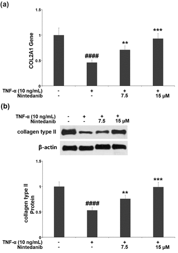 Figure 4. Nintedanib restored the decrease in the expression of collagen type II. (a). Gene of COL2A1; (b). Protein of collagen type II (####, P < 0.0001 vs. Vehicle group; **, ***, P < 0.01, 0.001 vs. TNF-α group).