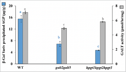 Figure 2. Biochemical phenotype analysis of the galt2galt5 double mutant and the hpgt1hpgt2hpgt3 triple mutant. AGPs were extracted from leaves (5 g) of 3 week old WT, galt2galt5 and hpgt1hpgt2hpgt3 plants as described in Schultz et al.Citation40 AGPs were quantified following the method described by Gao et al.Citation41 The GALT assay contained 100 μg of detergent (1% Triton X-100) permealized Golgi enriched microsomes as the enzyme source, [AO]7 as the acceptor substrate, 3 µM UDP-[14C]Gal as the sugar donor, 0.1 M HEPES-KOH, pH 7, 0.4 M Sucrose, 0.1% BSA, 1 mM dithiothreitol, 5 mM MgCl2, 5 mM MnCl2, 1 mM phenylmethylsulfonyl fluoride, and one tablet of Roche EDTA-free complete protease inhibitor cocktail. The assays were incubated at room temperature for 2 h and analyzed by reverse phase HPLC. The assay reactions were terminated by mixing with 400 μL anion-exchange resin (DOWEX 1×8–100), and incorporation of UDP-[14C]Gal was determined using a liquid scintillation counter. Data represent the mean and SD of n = 2 independent experiments. Different letters indicate statistically significant differences (one way ANOVA, P < 0.05); blue letters denote differences in AGP content whereas gray letters denote differences in GALT activity.