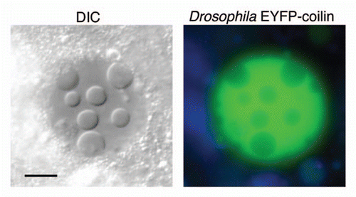 Figure 3 Induced nuclear bodies in a GV from a transgenic line expressing EYFP-coilin. (A) DIC image. (B) Fluorescence image. The exclusion of EYFP-coilin from the bodies suggests that they are unrelated to CBs. Bar = 10 µm.