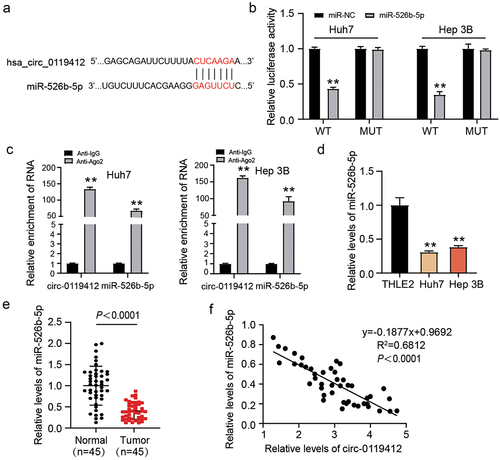 Figure 3. Hsa_circ_0119412 directly targeted miR-526b-5p. (a) circInteractome predicted the complementary binding sequences for miR-526b-5p in hsa_circ_0119412. (b) detection of relative luciferase activity by co-transfecting the cells with either miR-526b-5p mimic or miR-NC along with either circ_0119412-WT or MUT. (c) the interaction of miR-526b-5p and hsa_circ_0119412 was examined using RIP assay. (d) miR-526b-5p expression was assessed in THLE2 and HCC cells (Huh7 and Hep 3B) via qRT-PCR. (e) miR-526b-5p level was evaluated in adjacent normal and HCC tissues via qRT-PCR assay. (f) correlation between hsa_circ_0119412 and miR-526b-5p in cohort of HCC tissues was analyzed through Spearman correlation analysis.