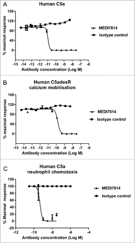 Figure 5. MEDI7814 neutralizes C5a and C5adesArg responses in vitro. Representative results showing that MEDI7814 (▴) neutralizes calcium mobilisation in HEK 293 expressing human C5aR1 receptor and Gα16 using (A) 100 pM human C5a, (B) 400 pM human C5adesArg. Data points represent the mean of duplicate wells ± standard deviation. (C) MEDI7814 neutralizes 2 nM human C5a induced chemotaxis of human neutrophils. Data points represent the mean of duplicate wells ± standard deviation. MEDI7814 IC50 values were not determined for A, B and C as the affinity of MEDI7814 exceeds the concentrations of C5a/C5adesArg in these assays, n = 2. No inhibition of responses were observed with the isotype matched irrelevant control antibody (▪).