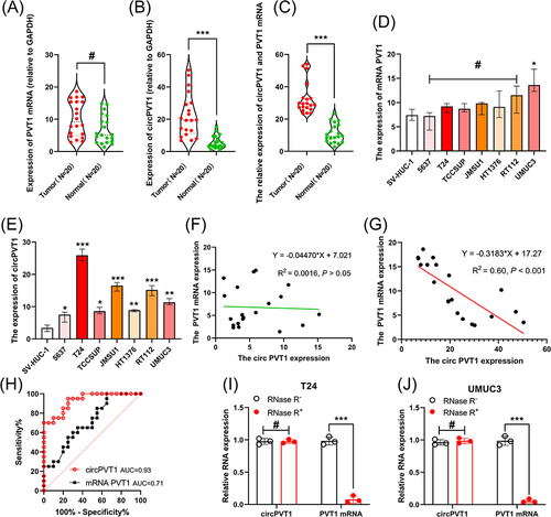 Figure 1 The expression of mRNA PVT1 and circPVT1 in BLCA and normal tissues. (A–E) Statics analysis of expression level. (A) Difference in PVT1 mRNA expression between tumor and normal tissues. (B) Difference in circPVT1 expression between tumor and normal tissues. (C) Association between mRNA PVT1 and circPVT1 expression in tumor and normal tissues. (D) Difference in PVT1 mRNA expression between tumor and normal cell lines. (E) Difference in circPVT1 expression between tumor and normal cell lines. (F and G) Correlation between mRNA PVT1 and circPVT1 expression in normal tissues (F) and BLCA tissues (G). (H) AUC: area under the ROC (receiver operating characteristic) curve of circPVT1 and mRNA PVT1. (I and J) Stability of circPVT1 and mRNA PVT1 after RNase R treatment in T24 (I) and UMUC3 (J) cell lines. #Represents P > 0.05, *Represents P < 0.05, **Represents P < 0.01, ***Represents P < 0.001.