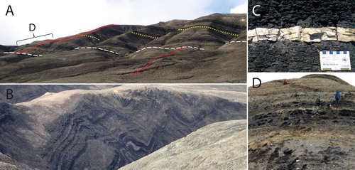 Figure 3. (A) Exposed strata of the Margaret Formation at Stenkul Fiord. The red dotted line shows the sampled path, which is offset along the white sand marker bed (white dashed line). The yellow dashed line shows the approximate stratigraphic placement of the dated volcanic ash layer MA-1. (B) Folded strata near S3 at Stenkul Fiord. (C) Volcanic ash layer MA-3 at the base of S2. (D) Exposed strata at S1 and sampled path indicated by small white sample bags and exposed fresh sediment. Persons for scale. Location of shown sediments in (D) are indicated in (A) by the bracketed D.