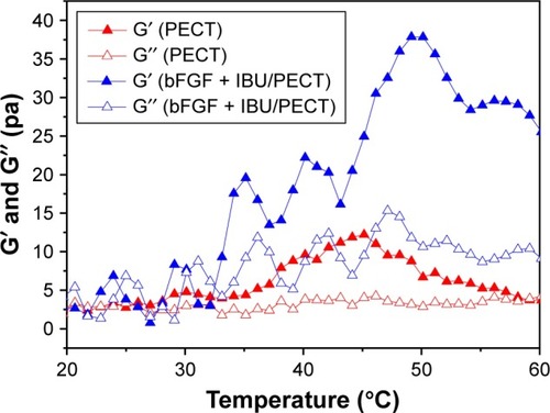 Figure 2 Viscosity of PECT and bFGF + IBU/PECT NP aqueous dispersions as a function of temperature at 25% (w/w).Abbreviations: bFGF, basic fibroblast growth factor; G′, storage modulus; G″, loss modulus; IBU, ibuprofen; NP, nanoparticle; PECT, poly(ε-caprolactone-co-1,4,8-trioxa [4.6]spiro-9-undecanone)-poly(ethylene glycol)-poly(ε-caprolactone-co-1,4,8-trioxa [4.6]spiro-9-undecanone).