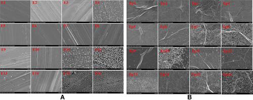 Figure 2 Orthogonal experimental results. (A) ε-PLL coating under different parameters (E1-E16). (B) GO and ε-PLL composite coating under different parameters (Ep 1-Ep 16).