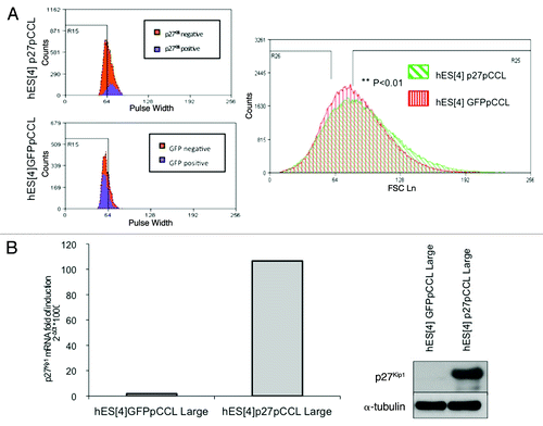 Figure 4A and B. SuperArray Real-Time PCR of pluripotency and differentiation genes in p27Kip1 overexpressing hESC. (A) Quantitative flow cytometry analysis of the cell size of the G1 phase residing population in p27Kip1 overexpressing cells and GFP expressing cells. Shown are the representative results obtained in three independent experiments. p27Kip1 overexpressing cells present a significative increase in the mean of the pulse width signal. Student’s t-test **p < 0.01. The cells presenting the highest pulse width signal were separated from the ones presenting the lowest pulse width signal. (B) Quantitative RT-PCR and western blot analysis of p27Kip1 expression confirmed that the large cells selected by FACS were overexpressing p27Kip1.