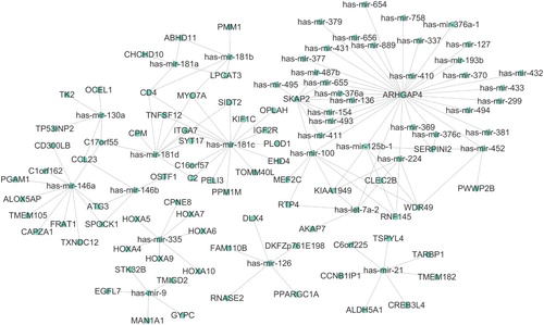 Figure 1. miRNA-mRNA regulation network identified by gene-expression correlation analysis.