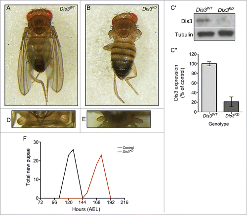 Figure 1. Knockdown of Dis3 in the wing imaginal disc results in severe developmental phenotypes. Knockdown of Dis3 in the wing pouch of the wing imaginal disc results in a “no wing” phenotype at 100% penetrance (Dis3KD) (B) when compared to a UAS-Dis3RNAi parental control male fly (Dis3WT) (A). (C) Knockdown of Dis3 protein in nub-GAL4/+; UAS-Dis3RNAi/+ wing imaginal discs by Western blotting. Dis3WT genotype: ; nub-Gal4;. (C) Dis3 expression is knocked down to 20% of parental controls in wing imaginal discs when UAS-Dis3RNAi is driven by nub-GAL4. 'Dis3WT' includes parental genotypes ; nub-Gal4 ; and ;; UAS-Dis3RNAi. n ≥ 3, p = 0 .0009, error bars show standard error. (D and E) nub-GAL4/+; UAS-Dis3RNAi/+ flies also show a severe lack of haltere development (E) (100% penetrance) compared to parental control flies (D). (F) Dis3 knockdown progeny (nub-GAL4/+ ; UAS-Dis3RNAi/+) are delayed in larval development by 40 hours (red) when compared to parental controls (black – UAS-Dis3RNAi and nub-GAL4) (n ≥ 23 ).